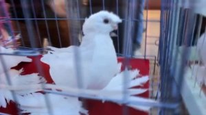 ВЫСТАВКА ГОЛУБЕИ г. ТУРКЕСТАН часть- 2 ►ГОЛУБИ КАЗАХСТАНА ► Pigeons ► doves ► dove