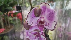 Phalaenopsis Magic art