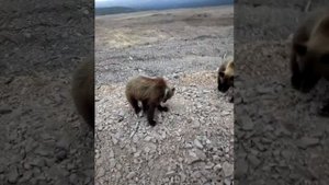 Дикие мишки, реально