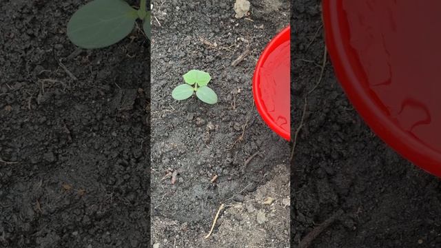 Это лучшая подкормка для всего #огород #сад #дача