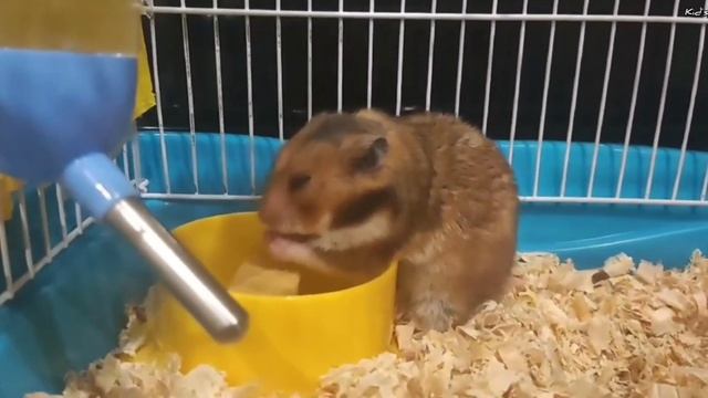 Сирийский хомячок Маня