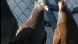 SMOV0003  Сербские высоколётные.