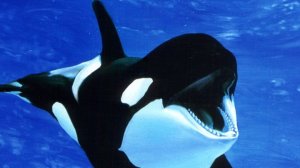 Трейлер Первый  Освободите Вили!