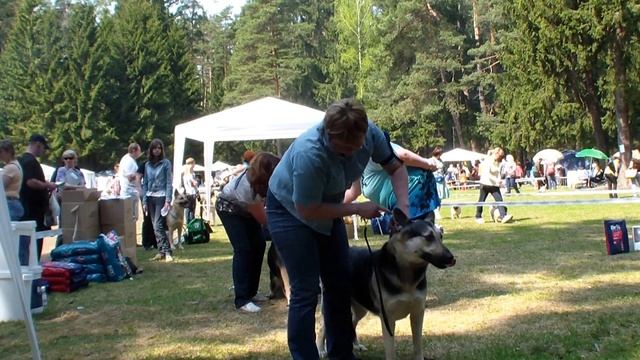 Больше статей и видео на allbestdog.ru