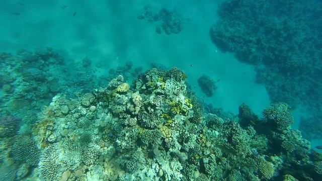 Ну, вот и всё?! Снорклинг.Красное море. Египет.Шарм-эль-Шейх. Corals. Snorkelling. Red Sea. Egypt смотреть онлайн