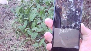 Определения названия растения с помощью умной Яндекс-камеры