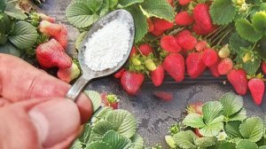 ВСЕГО 1 ЛОЖКА ПОД КЛУБНИКУ И ОНА ЗАВАЛИТ ВАС КРУПНЫМИ ЯГОДАМИ!
