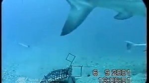 АКУЛА ЧУТЬ НЕ СОЖРАЛА МОРСКУЮ ЗМЕЮ