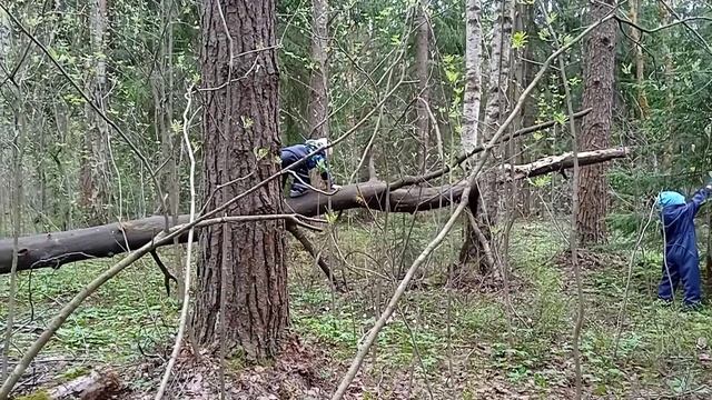 У костра в лесу (16 мая '022) смотреть онлайн