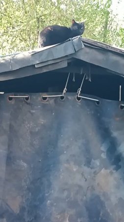 Уголёк любит сидеть на крыше гаража)