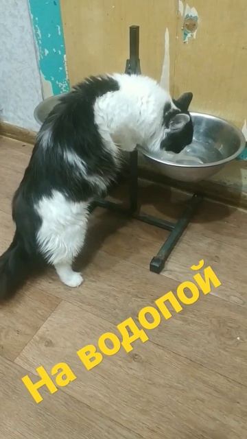 котики на водопое #котики #кот #коты #животные #новинки #приколы #доброеутро #shortsvideo #сушняк
