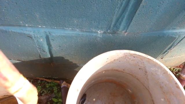 how to grow sugar cane/home garden - How To Become A Billionaire In Sugar Sale / Nature's Sweet 201