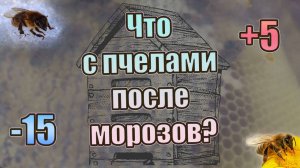 Что с пчёлами после 15 градусов мороза, смотрим клубы, а на улице опять + 5. 26 января 2025 года