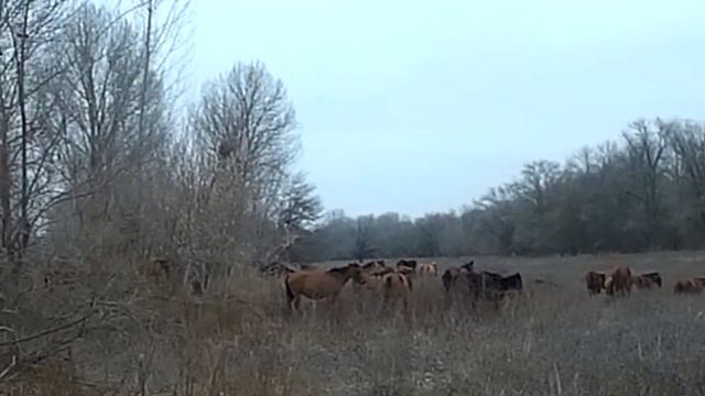 06.02.2025 ЧТО ДЕЛАТЬ? : ЛПХ В ОПАСНОСТИ смотреть онлайн