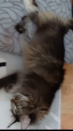 сева и кайф #cat #моякошка #сева #веселыекоты #котик #видосыоткота #животные #кот #котофейка