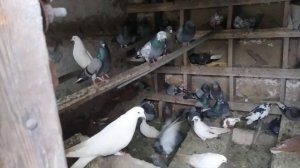 в гостях у Сани голубивода, г Новошахтинск