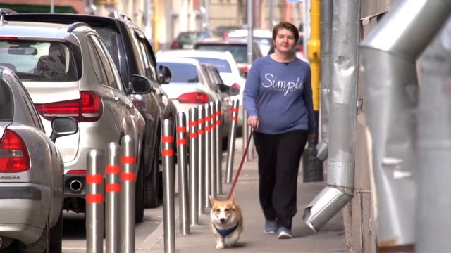 Домашние животные: «Зоотерапия» смотреть онлайн