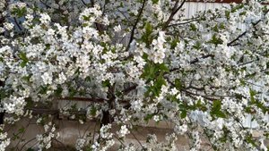 Вышивальные будни апреля 2025. /вышивка крестом/ продвижения/3 процесса.