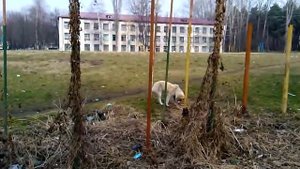 собака на стадионе