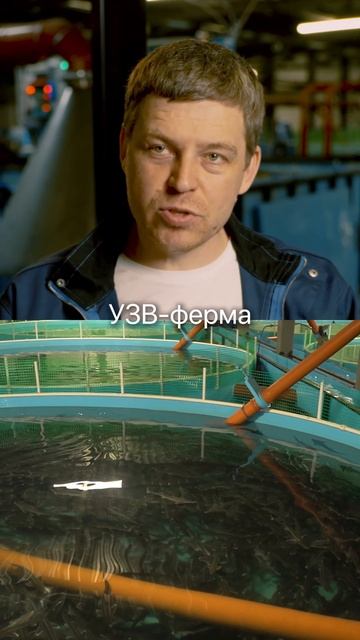 Хочу 1 млн/мес, ничего не делая. Сколько нужно вложить в разведение рыбы? #узв #бизнес #бизнесидеи смотреть онлайн