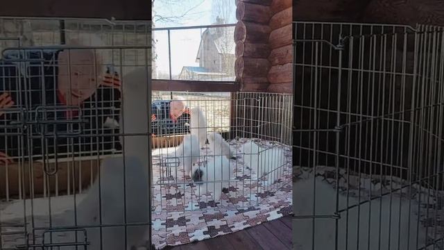 #шпицмишка ,белый шпиц