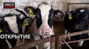 Необычных коров выращивают в Рождествено