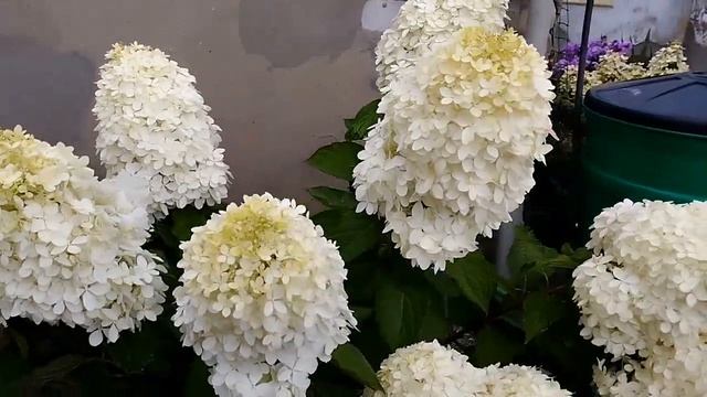 Метельчатая гортензия Фрайз Мельба
