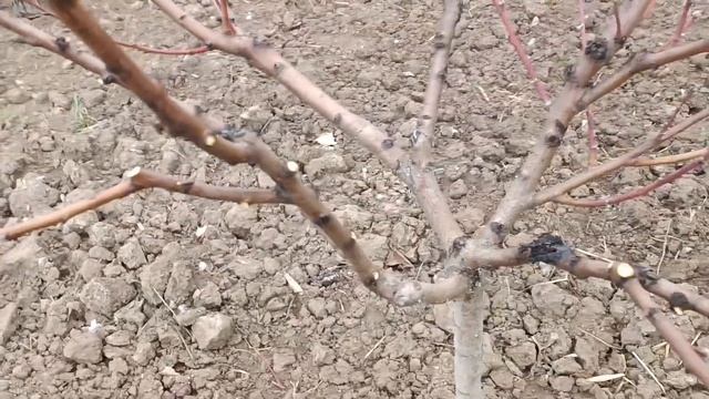 ОБРІЗКА ЧЕРЕШНІ, ПЕРСИКА та ОБРИКОС.