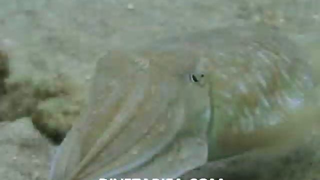 TARIFA-LA SEPIA смотреть онлайн