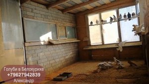 Голуби в Белокурихе. Алматинская порода