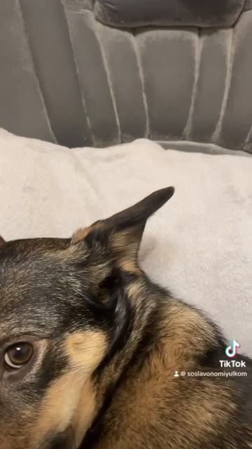 Ути пути! мило собака дворняжка топ