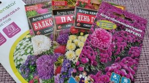Подборка низкорослых сортов астр