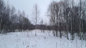 Один сильно спешащий молчаливый вальдшнеп за вечер