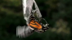 Самадхи. Постижение истины