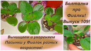 Болталка про Фиалки! Выпуск 109! Вычищаем и укореняем Пасынки у Фиалок разных возрастов!