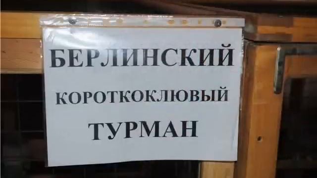 Выставка голубей. Казань .wmv