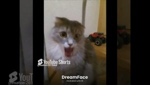 КОШКА ЭЛЬЗА ПОЁТ ПЕСНЮ APT