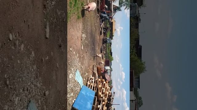 Чуханы смотреть онлайн