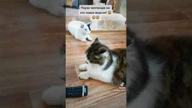 пауза челлендж но это новая версия! 😱😱😱 смотреть онлайн