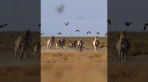 Барсакелмес мемлекеттік табиғи қорығы