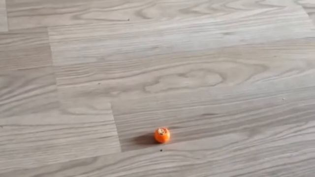 Футбол, кот Джей и мяч из Пятёрочки