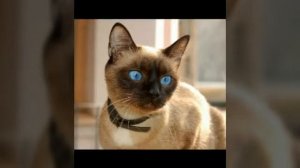 "Коты Воители" Песня из опенинга
