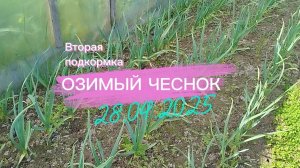 Озимый чеснок/пятый лист на чесноке-вторая подкормка/ мульчирование чеснока