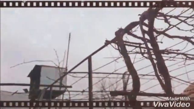 УЗБЕКИСКИЕ ГОЛУБИ АНДИЖАНСКИЕ