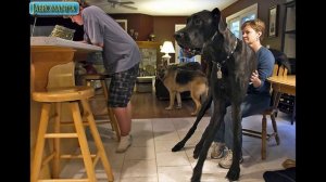 ТОП Самых больших собак в мире 2016