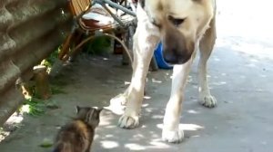 Алабай и котенок