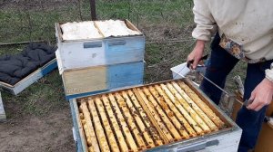 Двухматочное пчеловодство. Плановый весенний осмотр среднего ничем не примечательного улья.