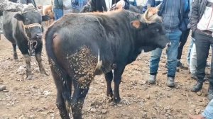 МОЛБОЗОРИ ЧУЗИ ШАХРИНАВ ЧУМА БОЗОР НАРХИ ГОВИ МАЙДА КАЛОН 25-12-2020