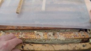 Состояние пчёл в ульях ППС. Вот так проходит зимовка на 18 января 2025 года