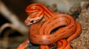 Короткий фильм про змей.💖